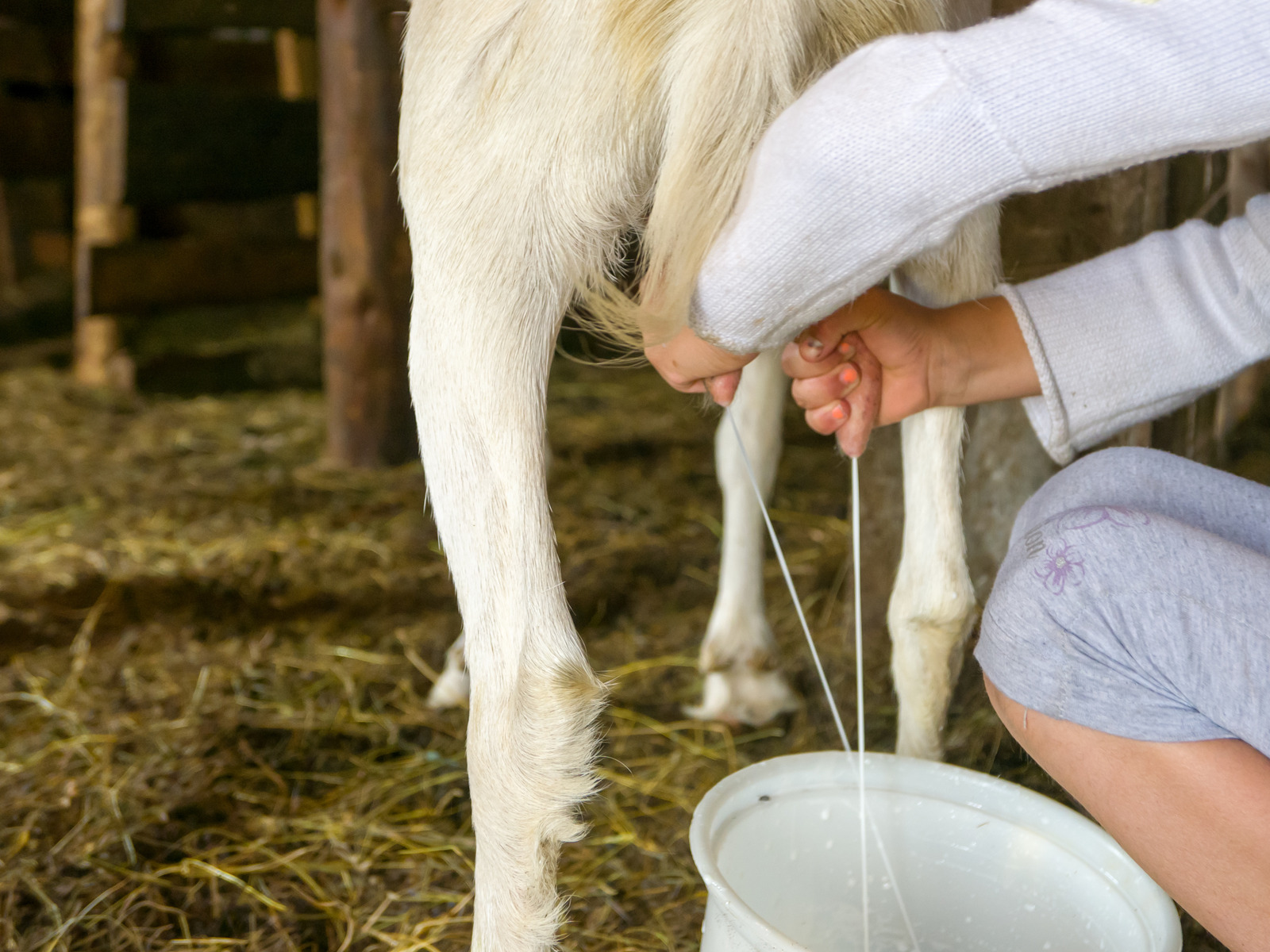 Life with Goats: A-Milking We Shall Go!